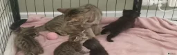Mixed Breed cats for sale: 4 gorgeous boys - Advert 2