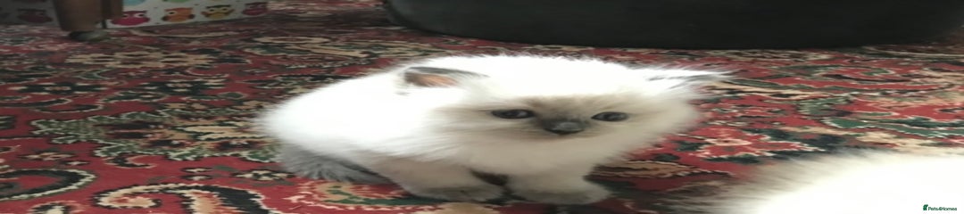 Ragdoll Kitten 4