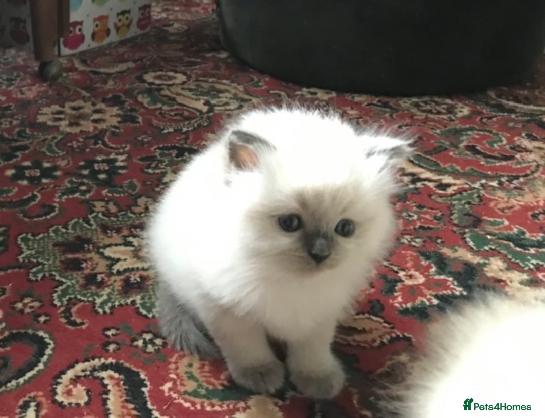 Ragdoll cats for sale: 🐾 GCCF Pedigree ragdolls🐾 - Image 10