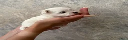Maltese dogs for sale: One Beautiful Korean Maltese boy left for sale 🐾  - Advert 19