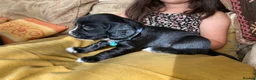 Sprocker dogs for sale: 8 beautiful healthy friendly little Sprocker pups - Advert 31