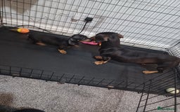 Dachshund dogs for sale: Last boy dachshund  - Image 2