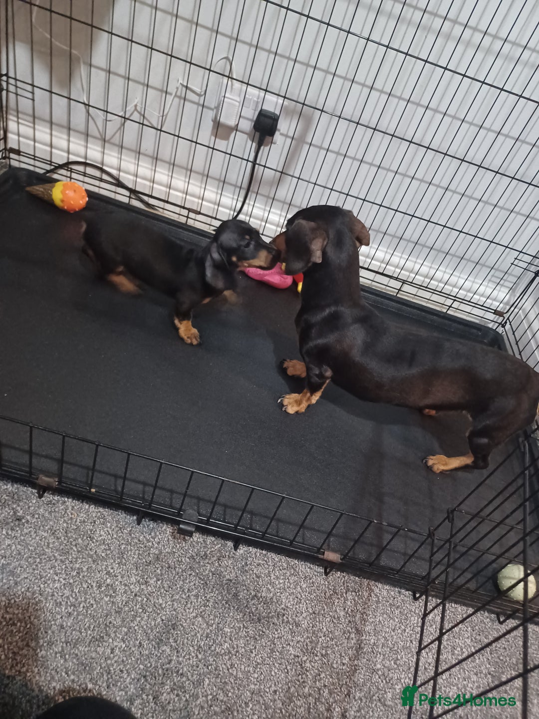 Dachshund dogs for sale: Last boy dachshund  - Image 2