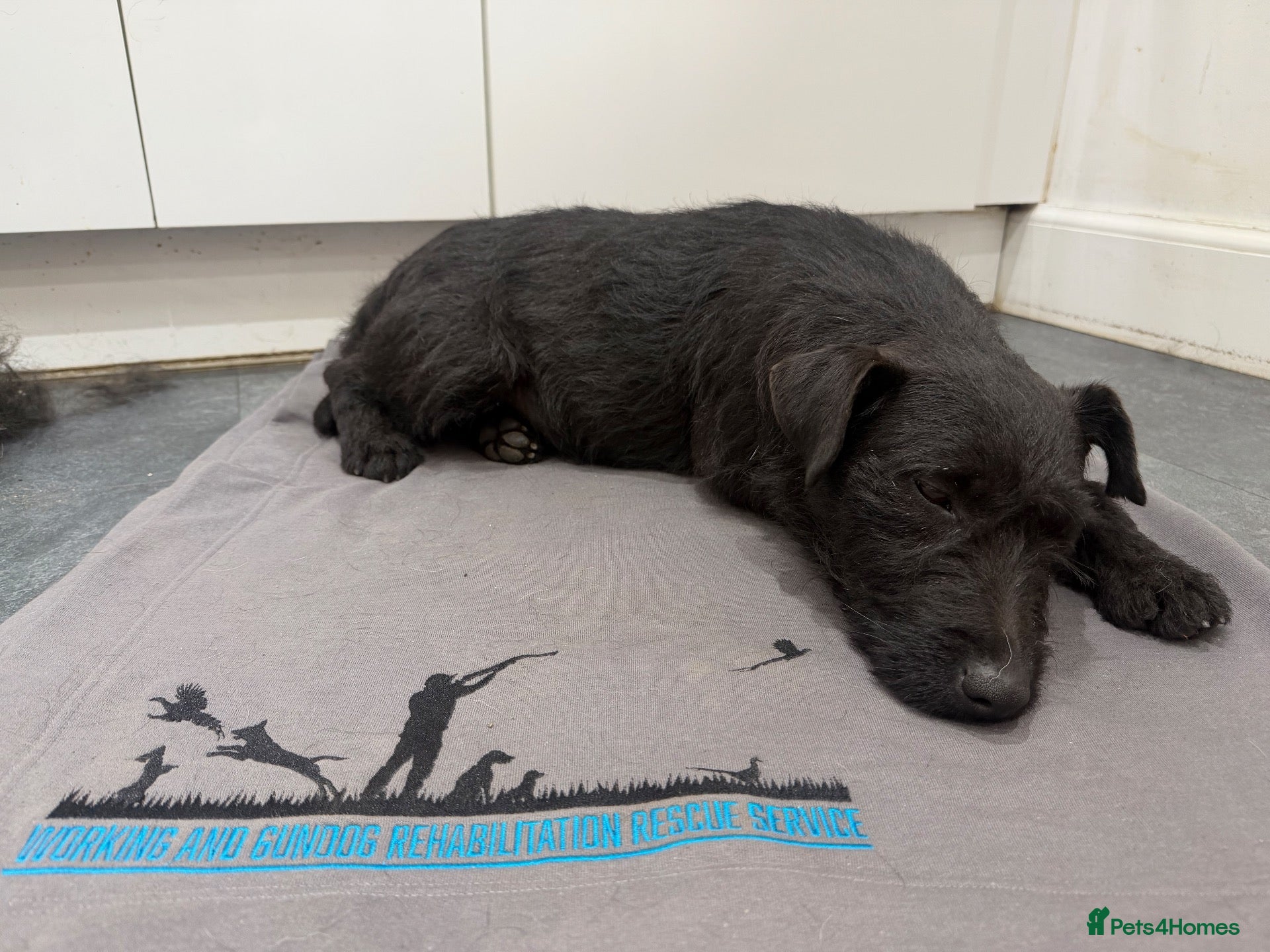 Mixed Breed dogs Bramble Lakeland/Patterdale Terrier - Advert 5