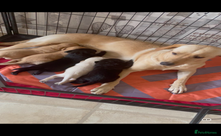 Labrador Retriever dogs - Advert 1