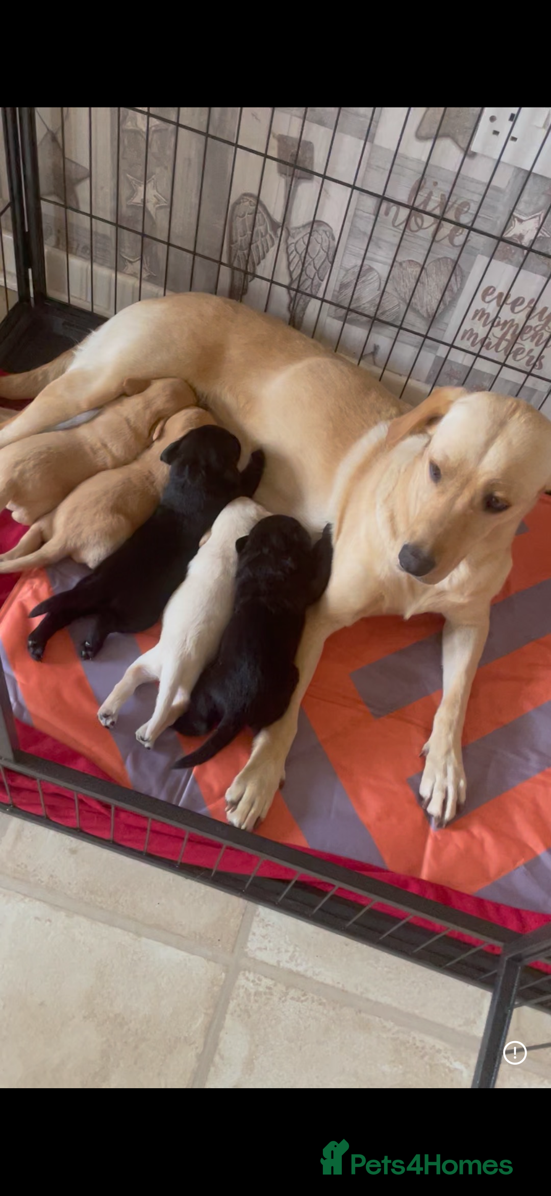 Labrador Retriever dogs for sale: Labrador puppies  - Image 1