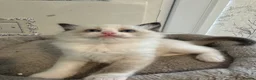 Ragdoll cats for sale: Beautiful Ragdoll Kittens - Advert 26