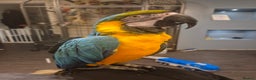 Macaws birds for sale: Blue & Gold Male Macaw - Advert 5