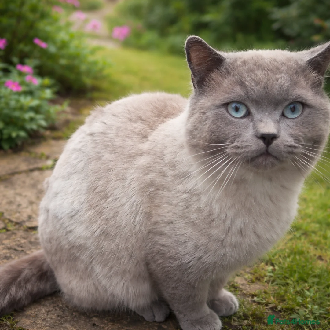 Mixed Breed cats for sale: 🐾 Lovely Cat Looking for a New Home 🐾 in Bristol - Advert 1