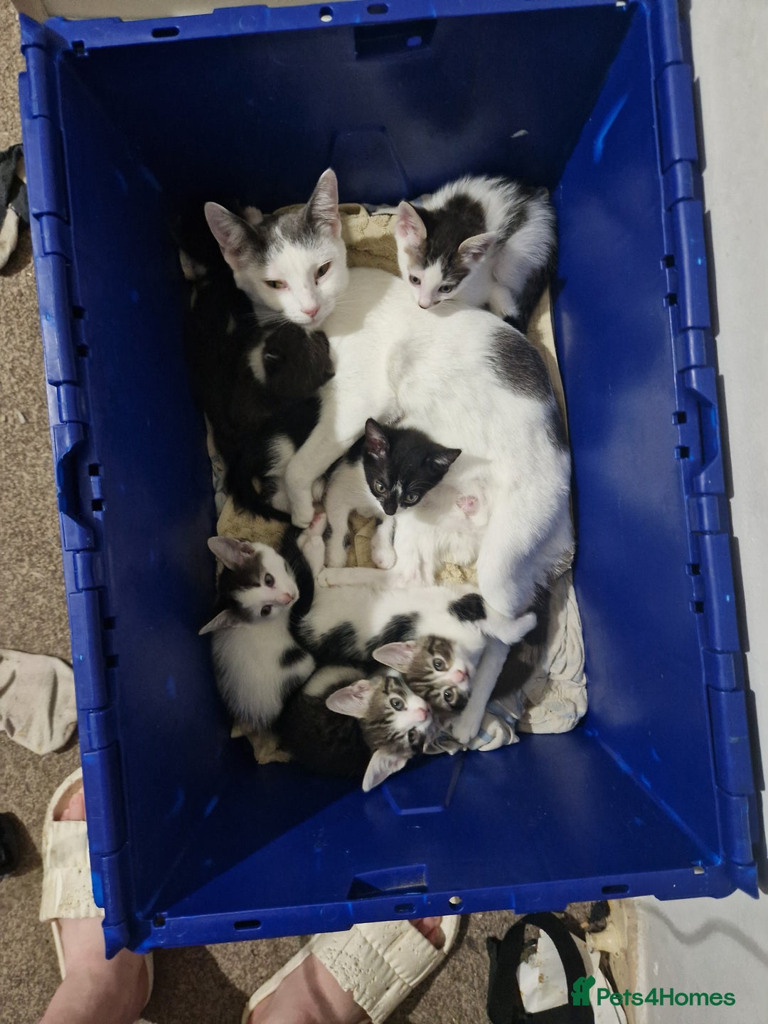 Mixed Breed cats for sale: Playfull kittens  - Image 7