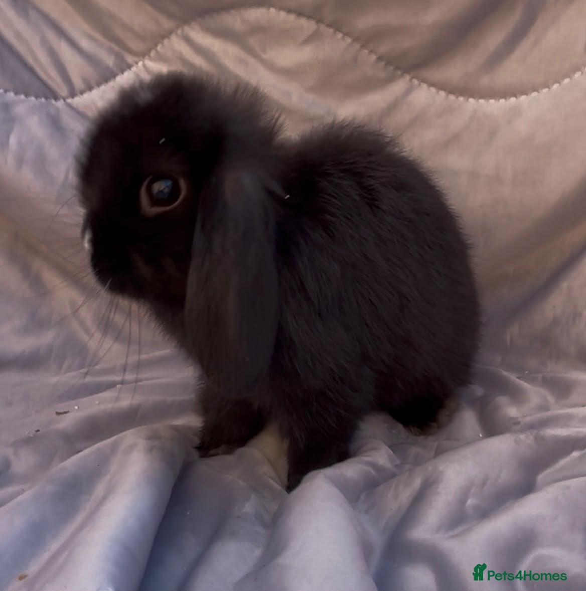 Mini Lop rabbits READY TO LEAVE BEAUTIFUL MINI LOP BABIES  - Advert 13
