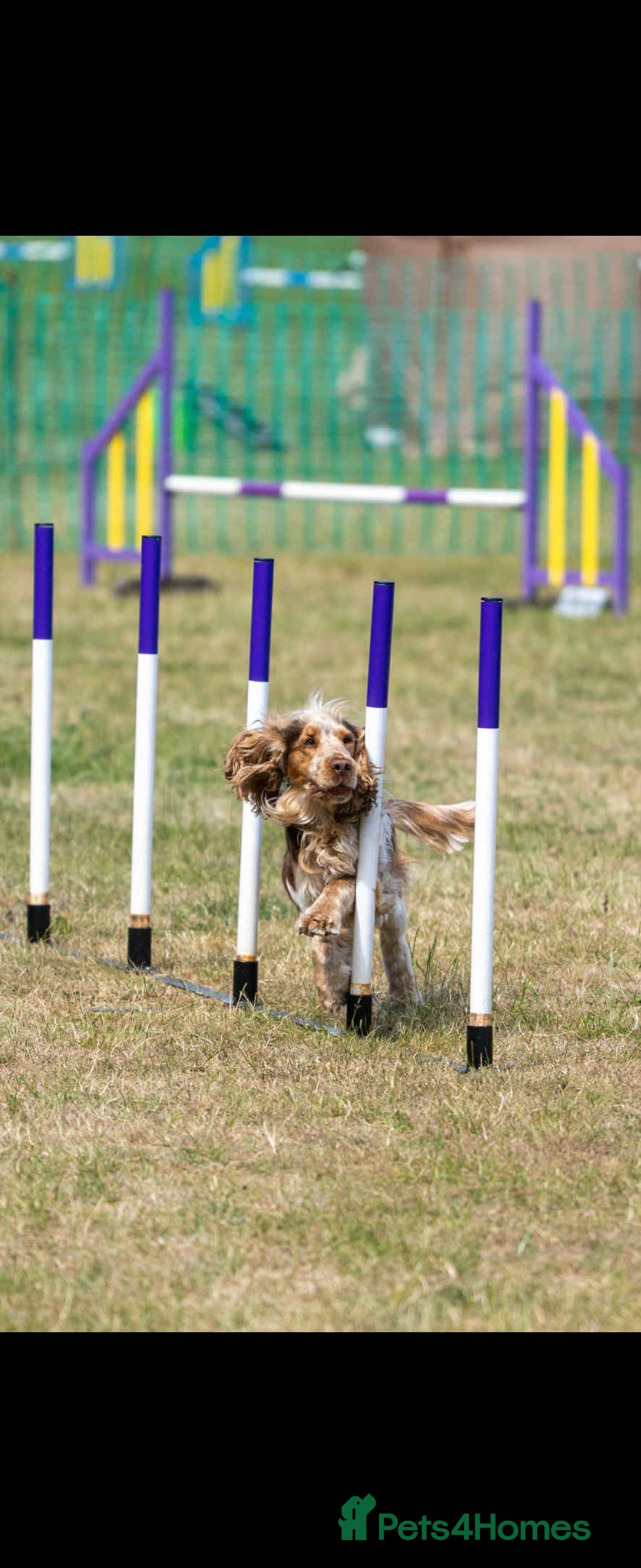 Cocker Spaniel dogs for stud: KC reg show cocker spaniel, proven health tested  - Advert 10
