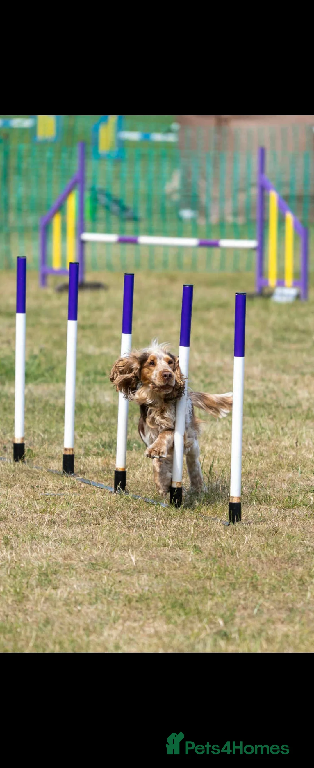 Cocker Spaniel dogs for stud: KC reg show cocker spaniel, proven health tested  - Advert 10