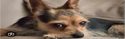 Chorkie dogs for sale: Chorkie - Advert 2