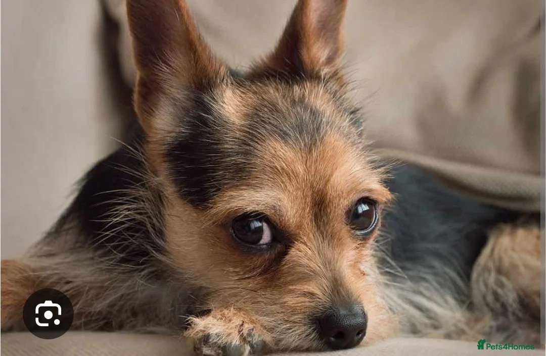 Chorkie dogs for sale: Chorkie - Advert 2