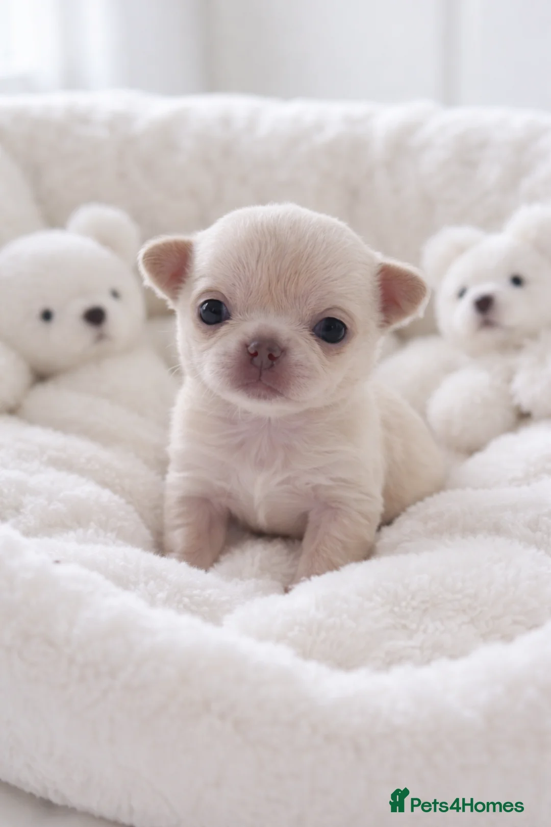 Chihuahua dogs for sale: 🤍 Stunning white chihuahua puppies available 🤍 - Advert 1