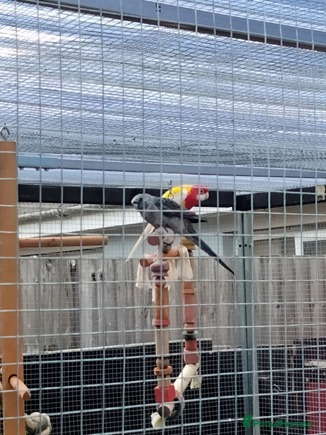 Parakeets birds for sale: Birds  in Ammanford - Advert 2