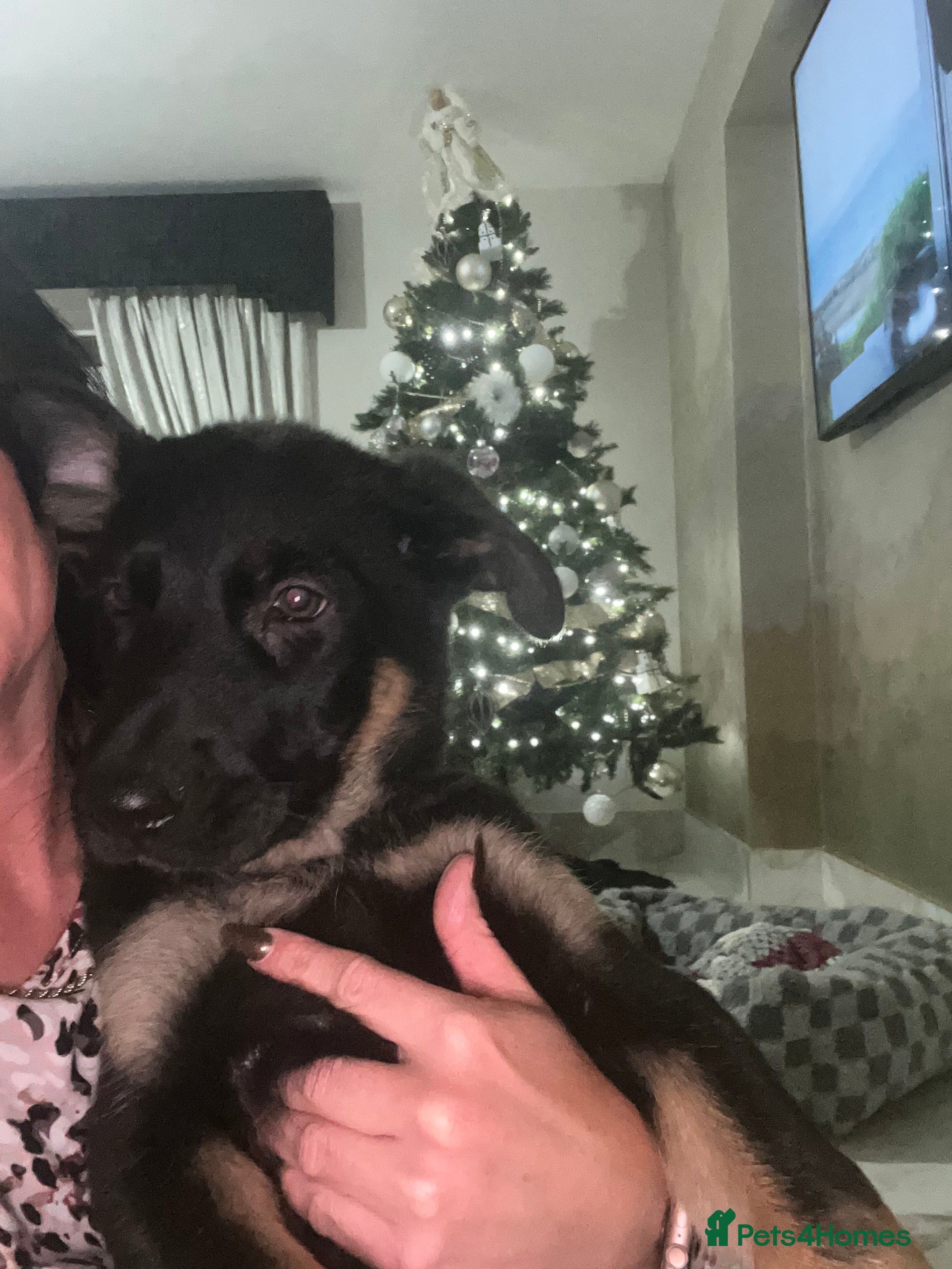 German Shepherd dogs German Shepherd pups LAST BITCH💕 - Advert 1