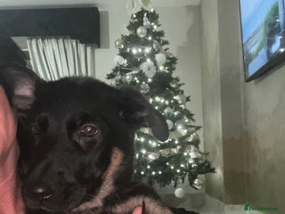 German Shepherd dogs German Shepherd pups LAST BITCH💕 - Advert 1