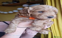 Cockapoo dogs for sale: Beautiful F1 Cockapoo Puppies– Ready @ 29th August - Image 3