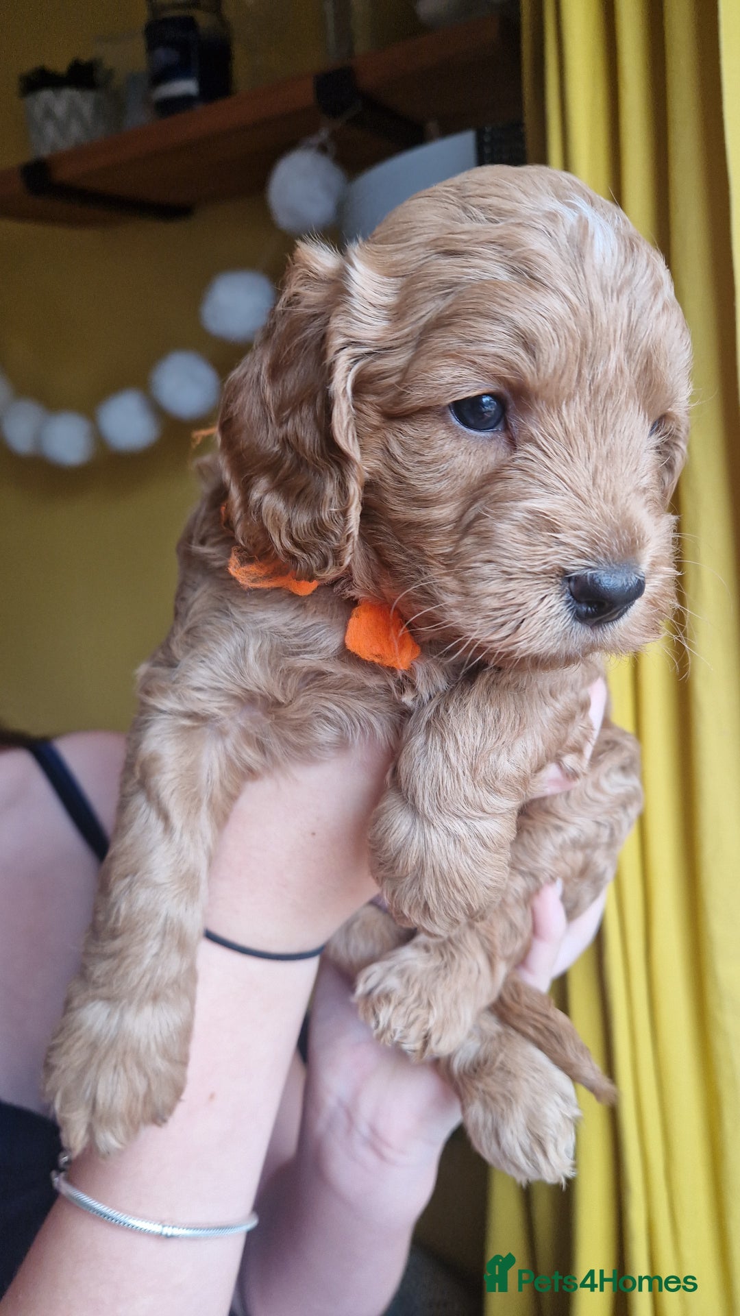 Cockapoo dogs for sale: Beautiful F1 Cockapoo Puppies– Ready @ 29th August - Image 3
