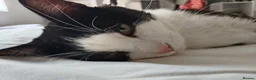 Domestic Shorthair cats for sale: Adorable Jake - Advert 3