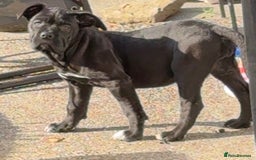 Cane Corso dogs for sale: Cane corso  - Image 1