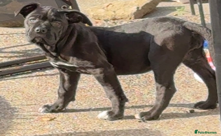 Cane Corso dogs - Advert 3