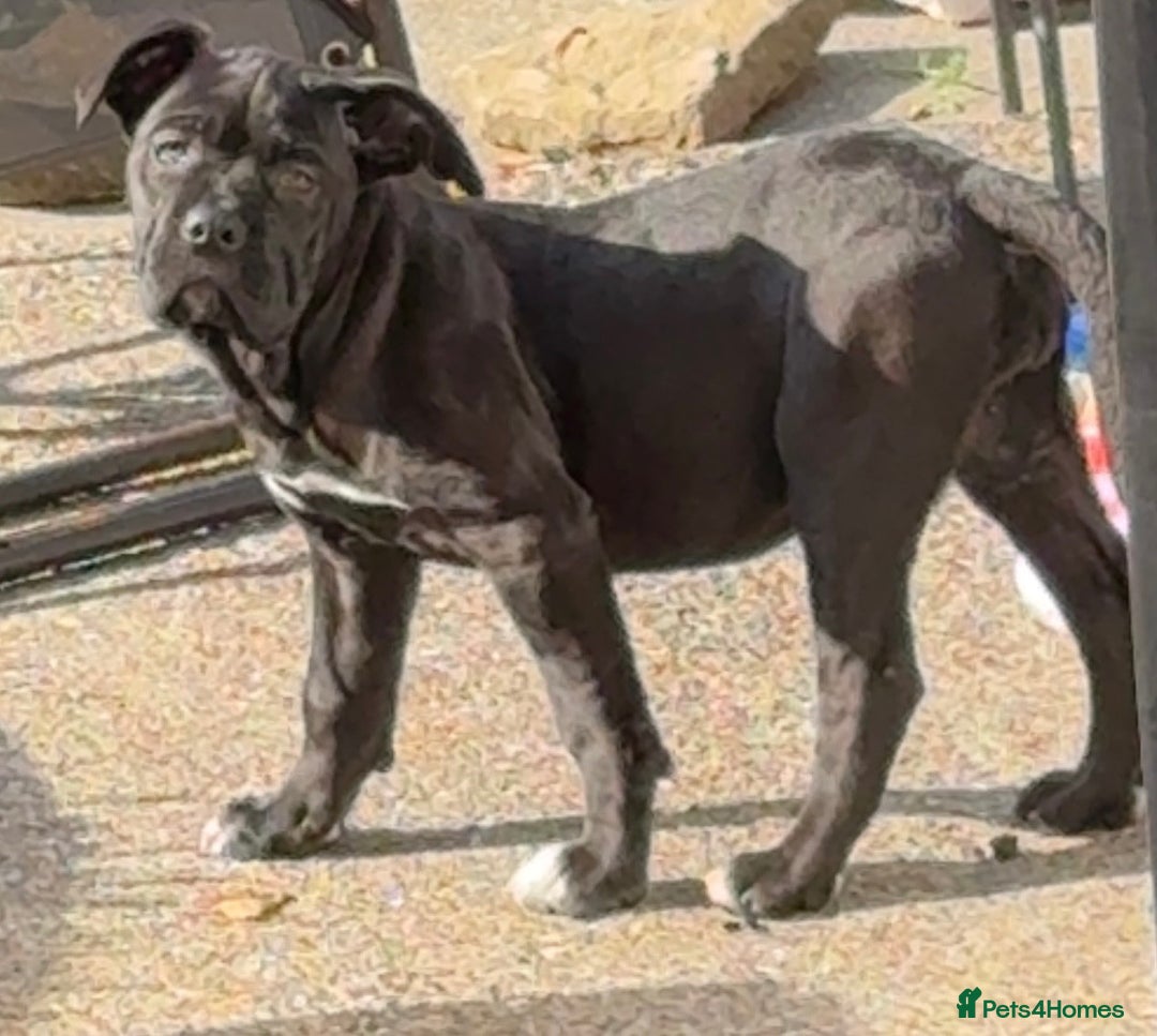 Cane Corso dogs for sale: Cane corso  - Image 1