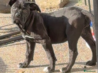 Cane Corso dogs for sale - Advert 1