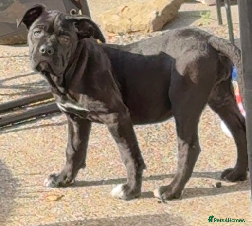 Cane Corso dogs - Advert 1
