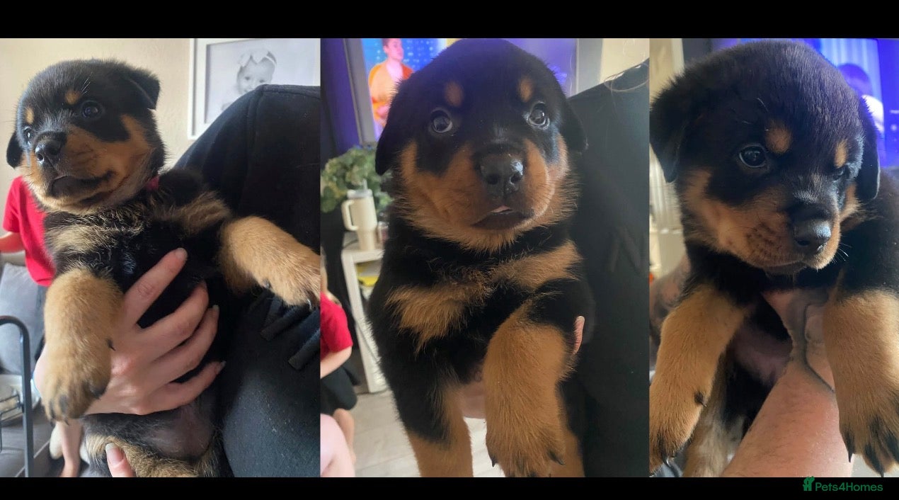 Rottweiler dogs 3 beautiful Rottweiler girl puppies available!  - Advert 7