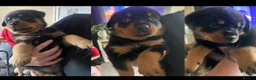 Rottweiler dogs for sale: 3 beautiful Rottweiler girl puppies available!  - Advert 1