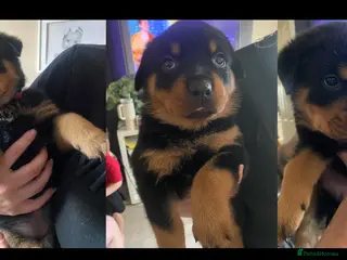 Rottweiler dogs 3 beautiful Rottweiler girl puppies available! - Advert 1
