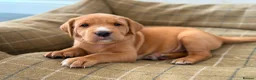 Labrador Retriever dogs for sale: KC Registered Labrador Puppy - Boy - Advert 1
