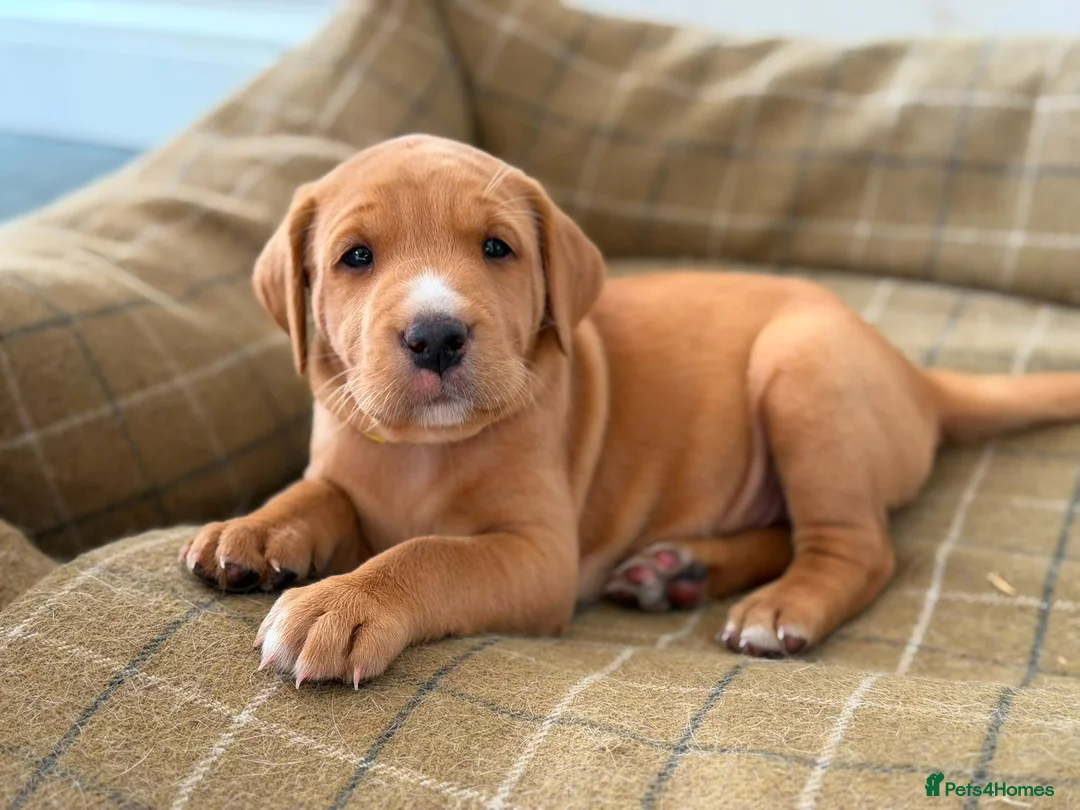 Labrador Retriever dogs for sale: KC Registered Labrador Puppy - Boy - Advert 1