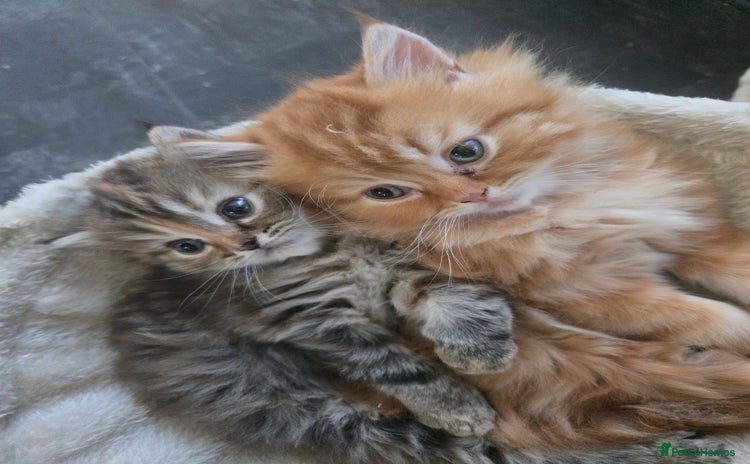 Persian cats - Advert 11