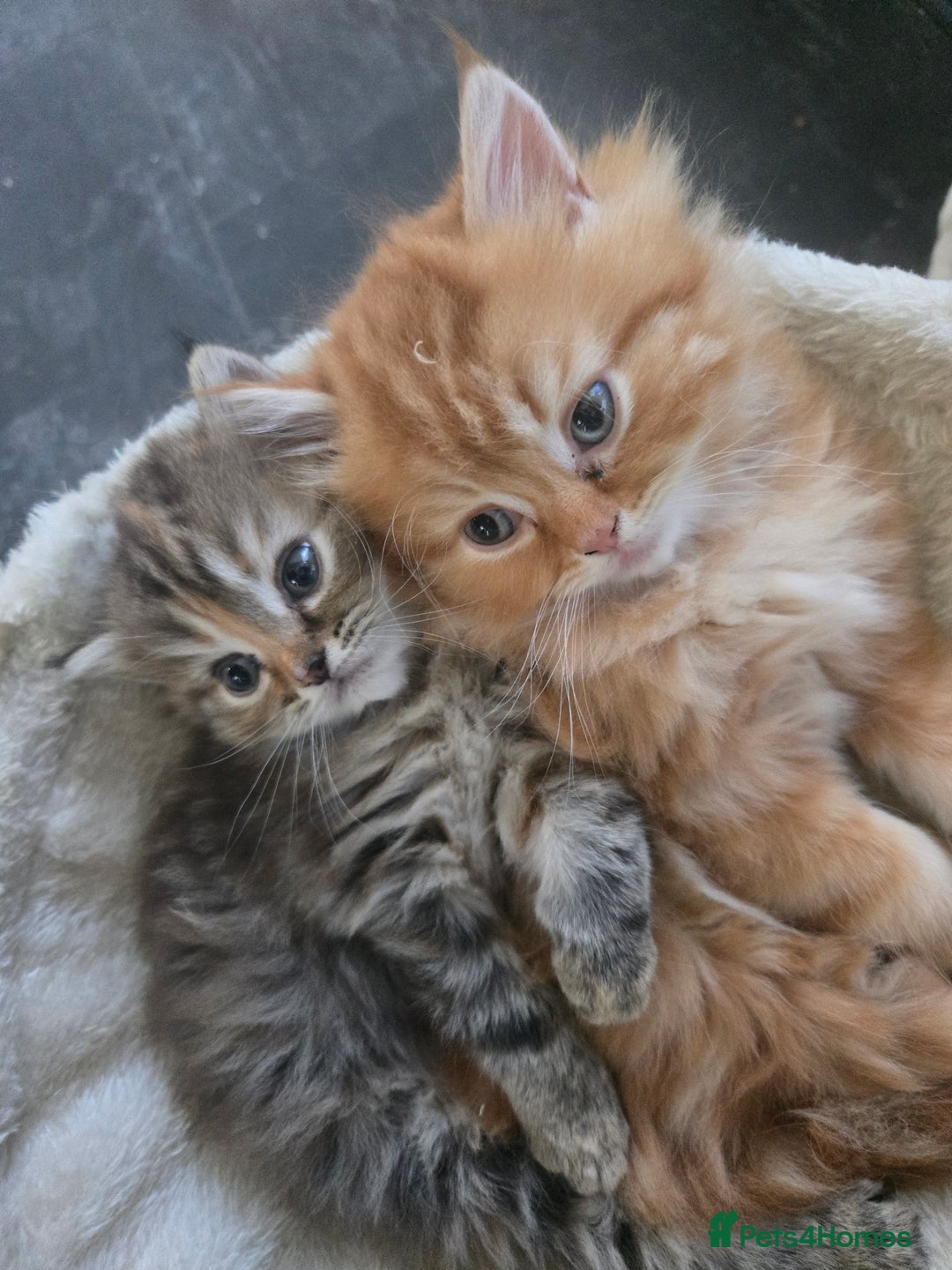 Persian cats for sale: Outstanding Full Persian Kittens for Sale - Image 2