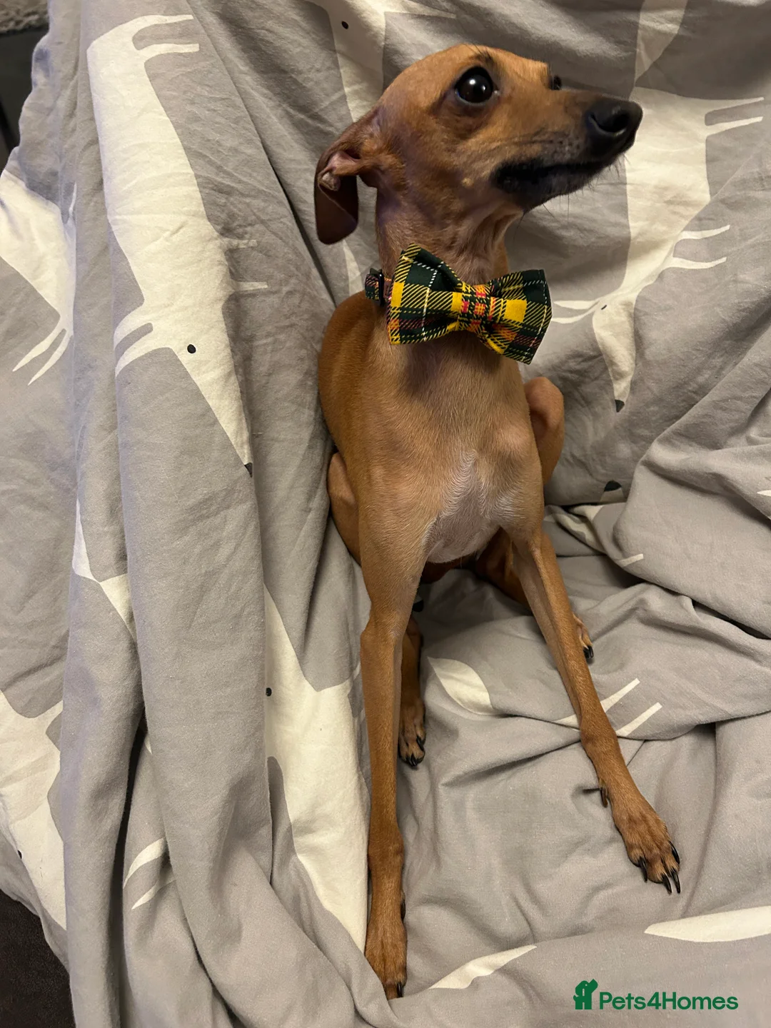 Italian Greyhound dogs for stud: Italian greyhound for stud (proven) in Pulborough - Advert 3