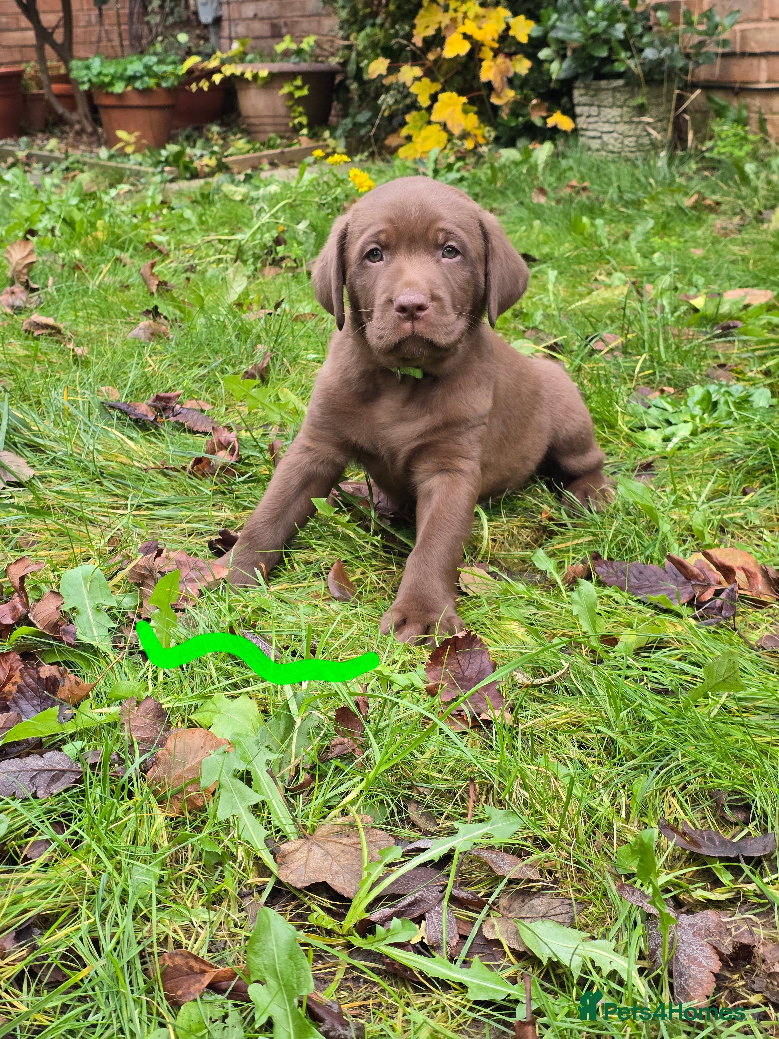 Labrador Retriever dogs Chunky cute  pups for sale,left 3 boys and 1 girl  - Advert 9