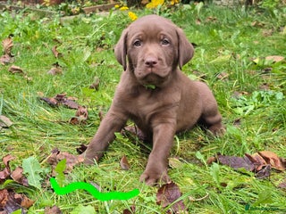 Labrador Retriever dogs Chunky cute pups for sale,left 1 girl and 4 boys - Advert 3