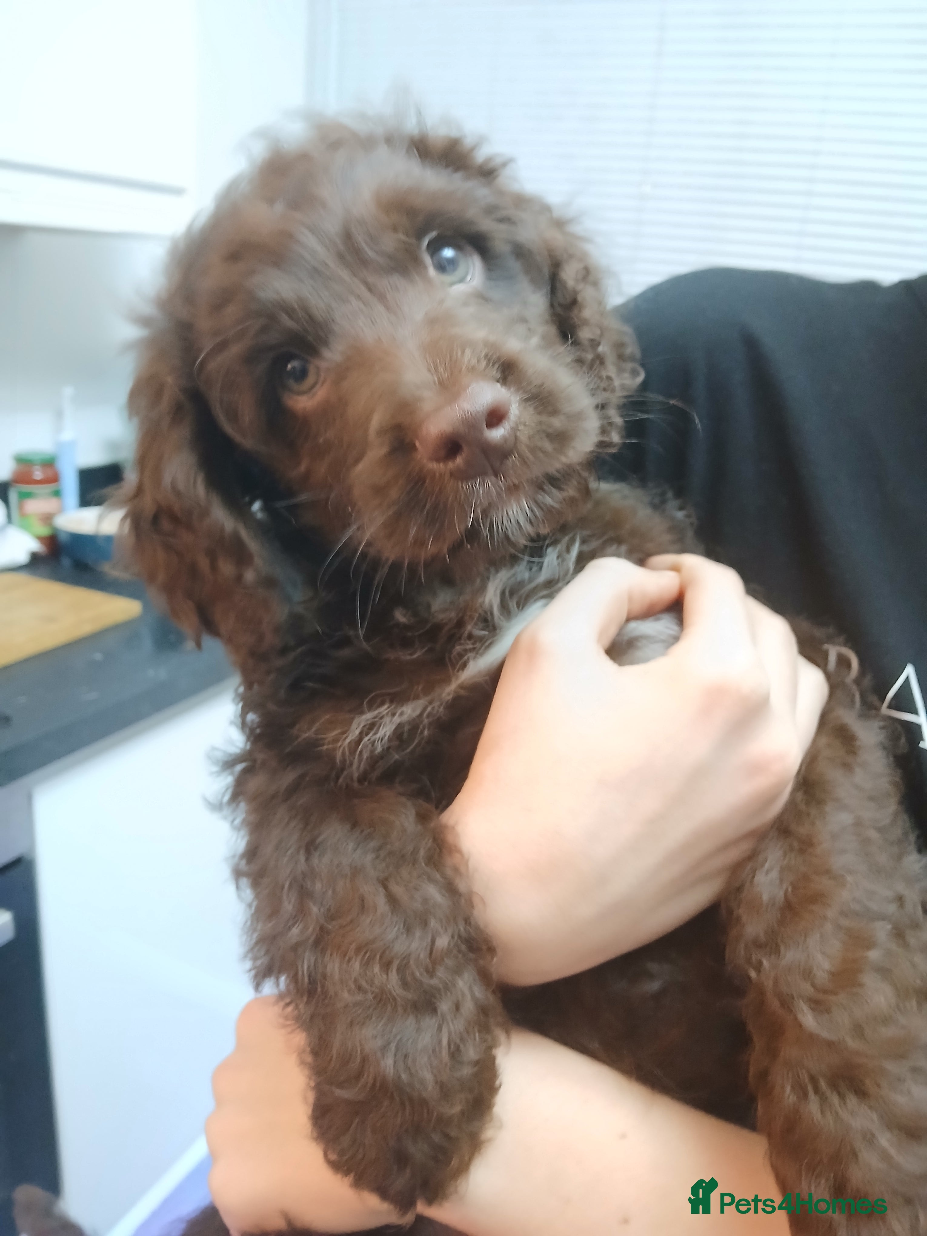 Cockapoo dogs F1 miniature cockapoos available 16th feb - Advert 18