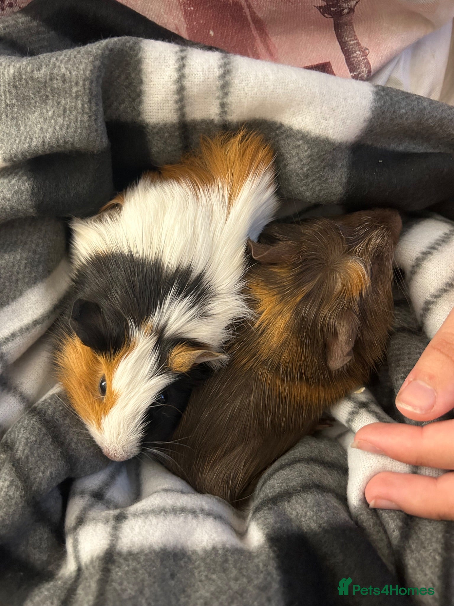 Guinea Pig rodents Two boars for rehoming  - Advert 2