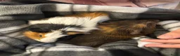 Guinea Pig rodents for sale: Two boars for rehoming  - Advert 1