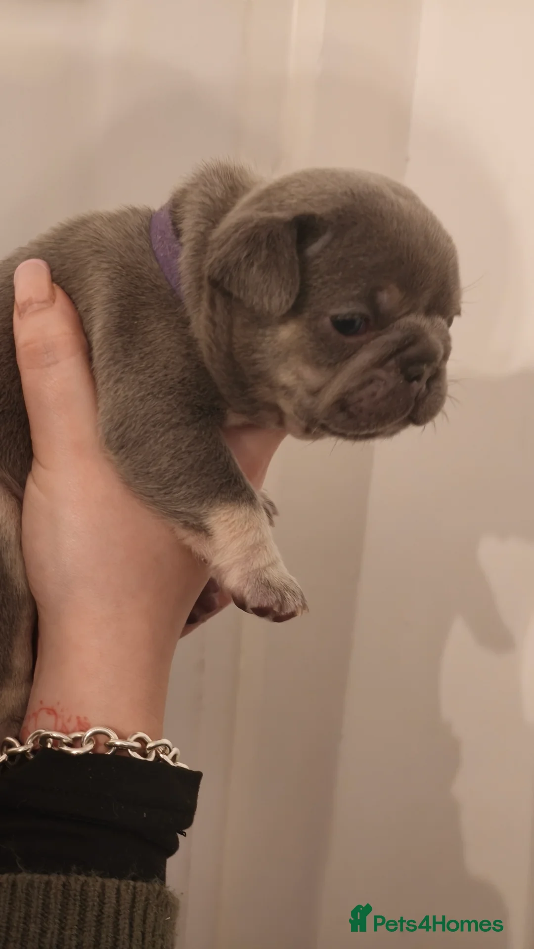 French Bulldog dogs for sale: Five beautiful girls - Advert 5