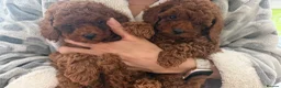 Toy Poodle dogs for sale: Last Girl and Boy Asian/toy poodle DNA tested - Advert 4