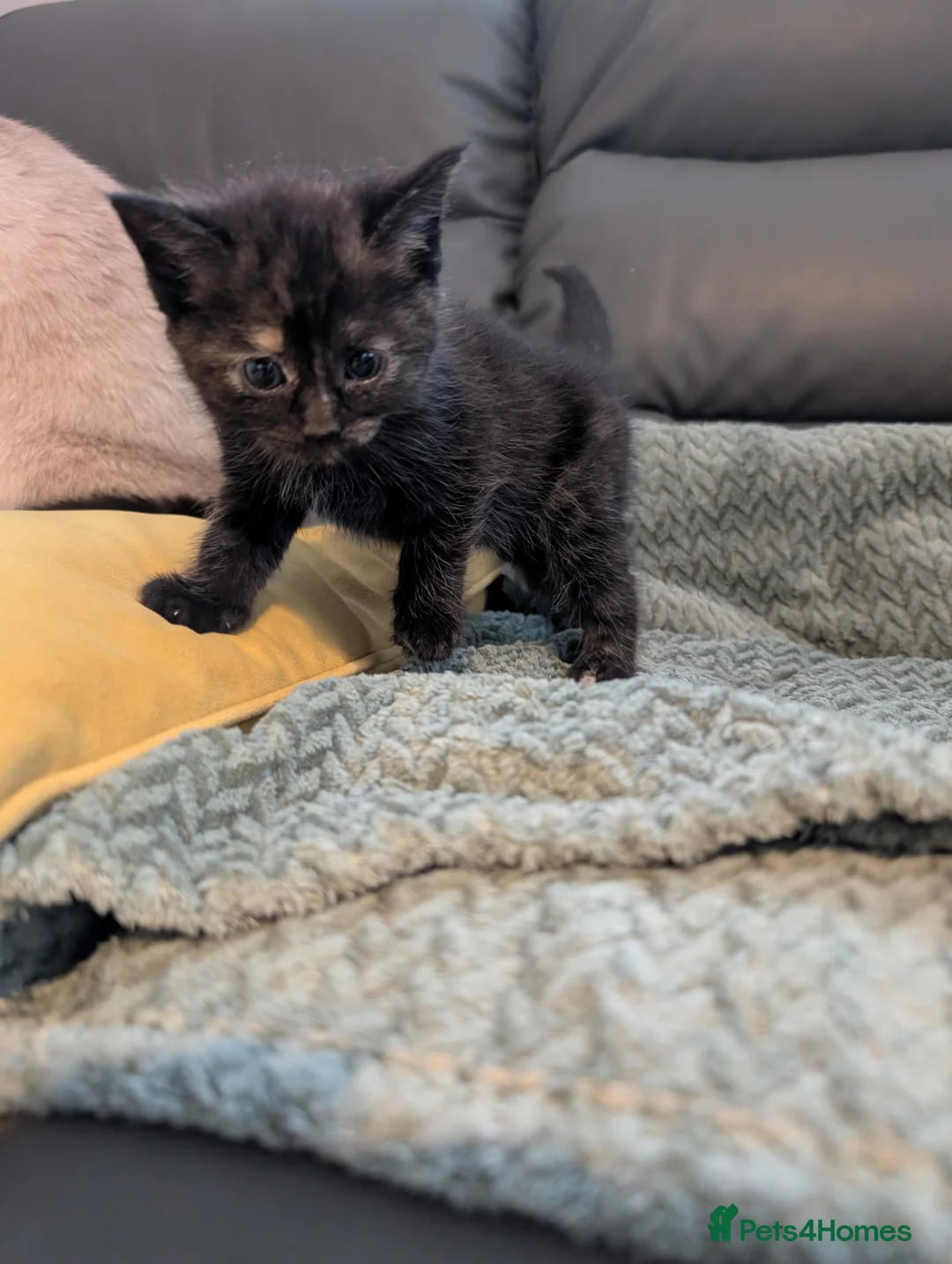 Mixed Breed cats for sale: Adorable Two left out of beautiful litter - Advert 2