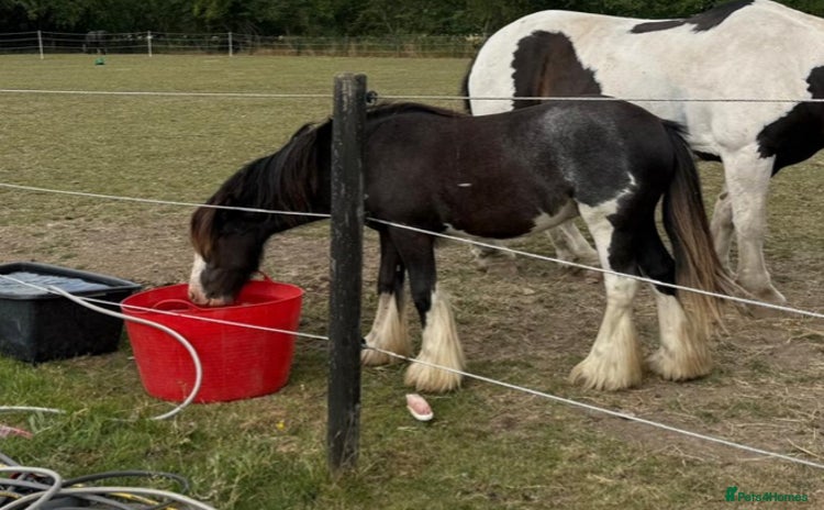 Irish Cob horses - Advert 1