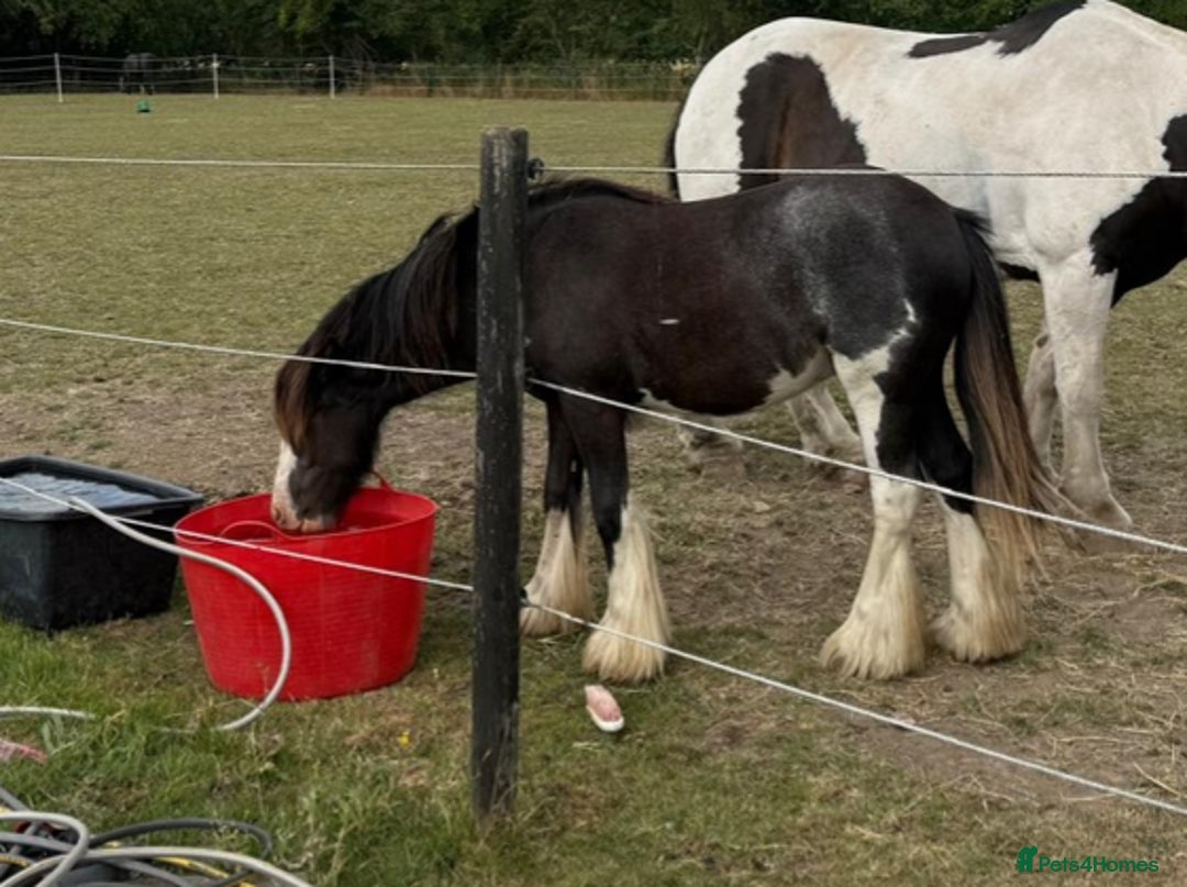 Irish Cob horses for sale: Bear - a horse who loves his chicken  - Image 1