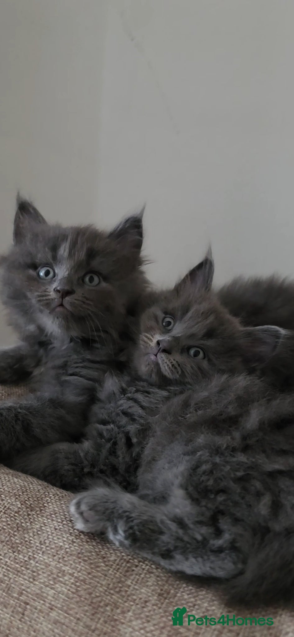 Maine Coon cats Maine coone &Bsh amazing personality kittens 😸 - Advert 14